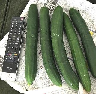 20180822_きゅうり.jpg
