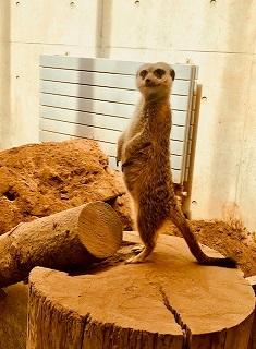 20180628-111.jpg